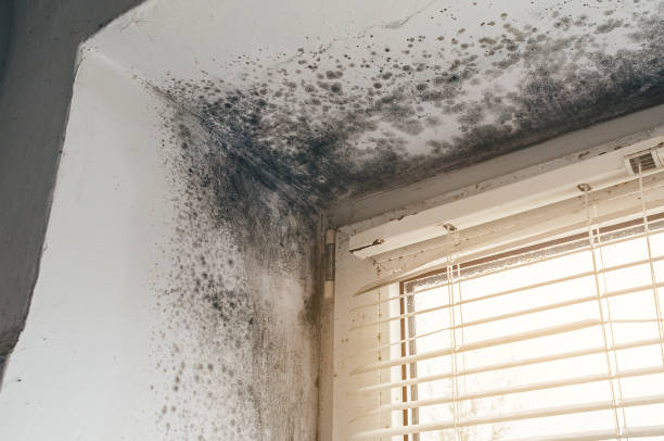 Affordable Mold Remediation solutions in Roselle Park, NJ